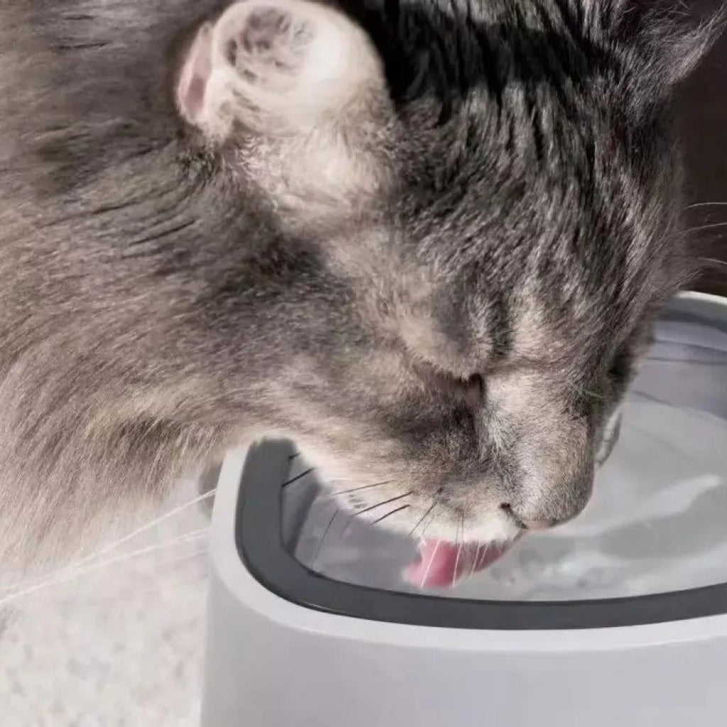 Plato de agua mascota sin derrames
