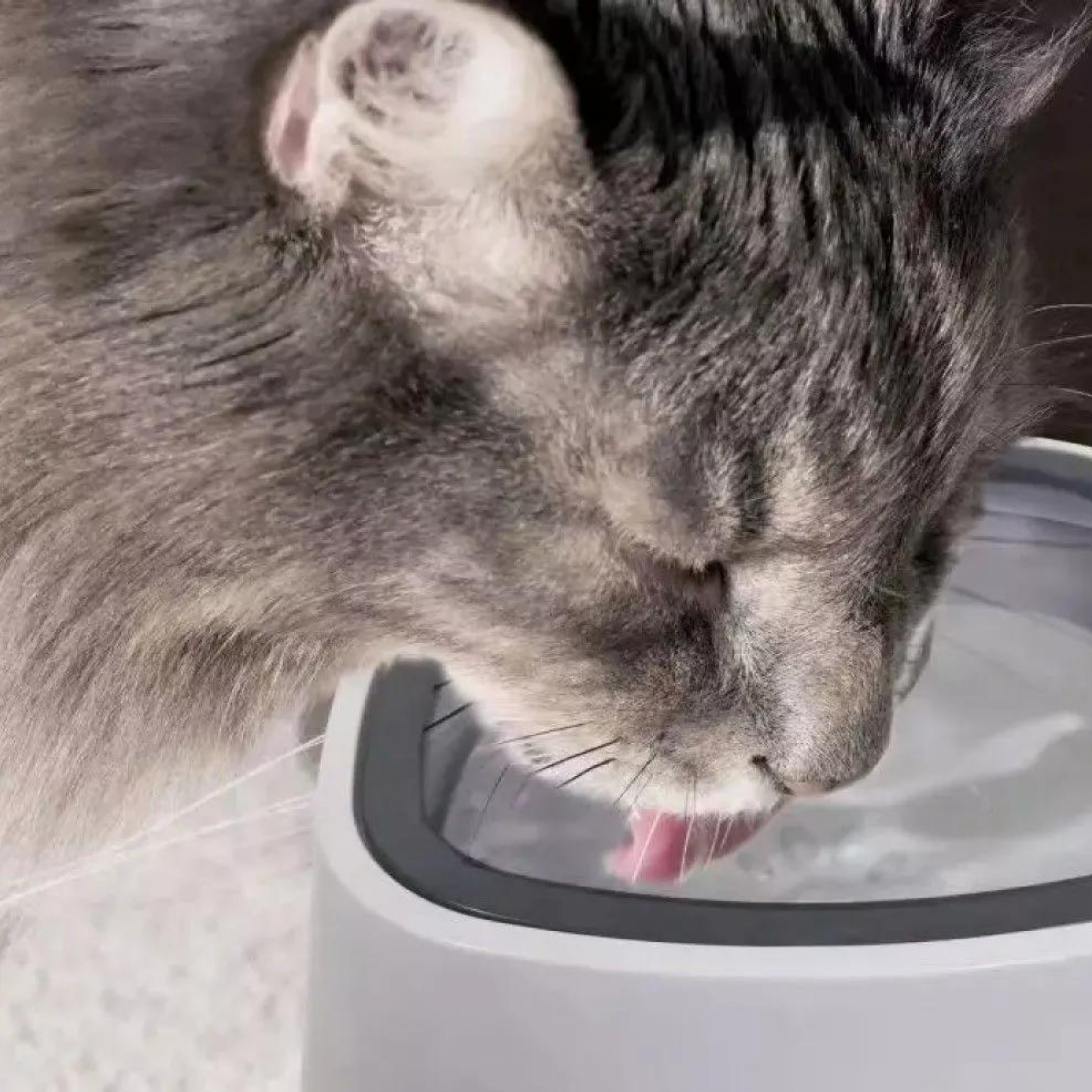 Plato de agua mascota sin derrames