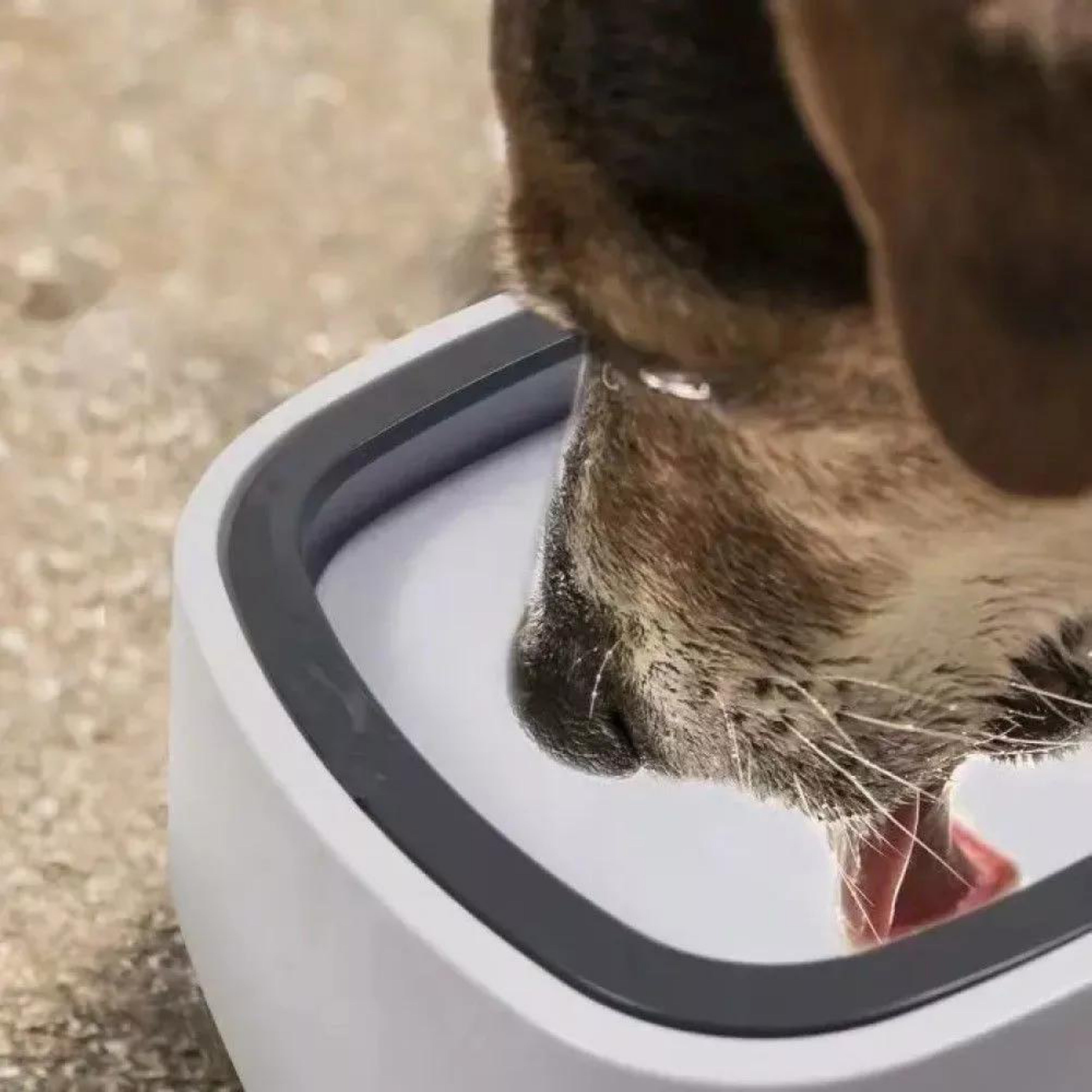 Plato de agua mascota sin derrames